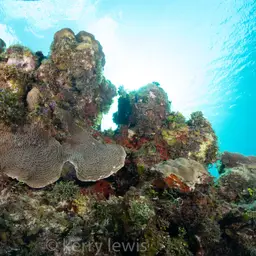 Ribbon Coral, photo 1