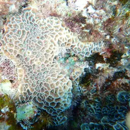 Ribbon Coral, photo 10