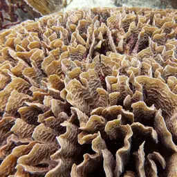 Ribbon Coral, photo 11