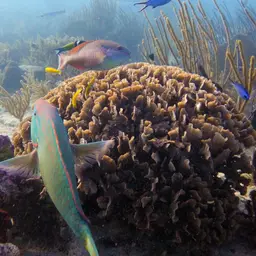 Ribbon Coral, photo 12