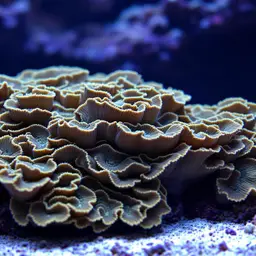 Scroll Coral, photo 1