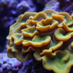 Scroll Coral, photo 2