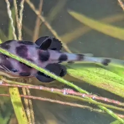 Manduba, Slopehead Catfish, photo 2
