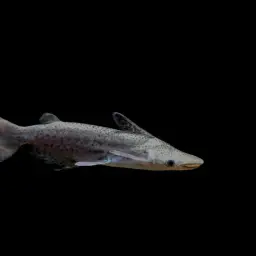Dolphin Catfish, photo 2