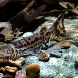 Dolphin Catfish, photo 3