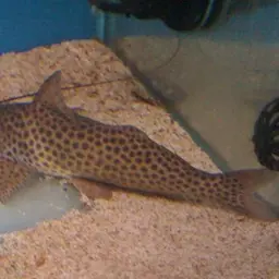 Jello Band Catfish, photo 1