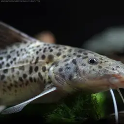 Jello Band Catfish, photo 3