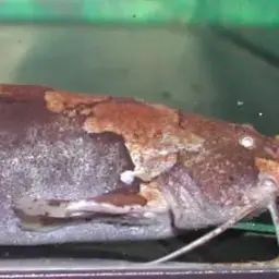 Asian Stream Catfish, photo 2