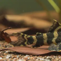 Asian Stream Catfish