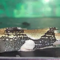 Indawgyi Stream Catfish, photo 3
