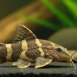 Indawgyi Stream Catfish