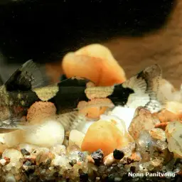 Wasp Catfish, photo 2