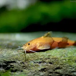 Wasp Catfish, photo 4