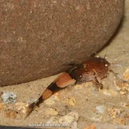 Wasp Catfish, photo 6