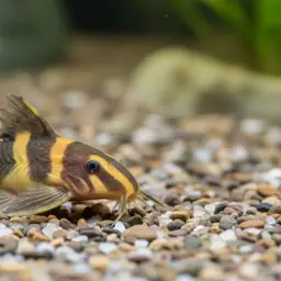 Wasp Catfish