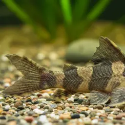 Asian Stream Catfish