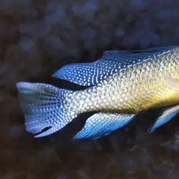 Common Natron Tilapia
