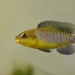Common Natron Tilapia, photo 2