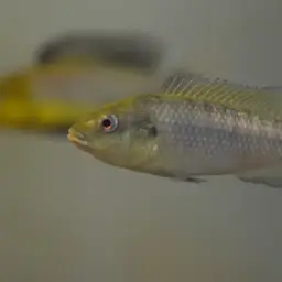 Common Natron Tilapia, photo 3