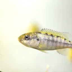 Common Natron Tilapia, photo 4