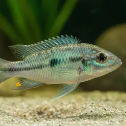 Common Natron Tilapia, photo 5