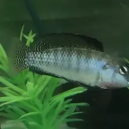 Graham's Tilapia, photo 2