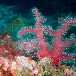 Sea Finger