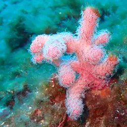 Sea Finger, photo 2
