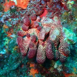 Sea Finger, photo 3
