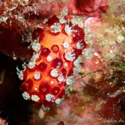 Sea Finger, photo 4