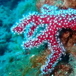 Sea Finger, photo 5