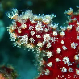Sea Finger, photo 6