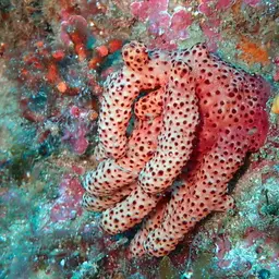Sea Finger, photo 7