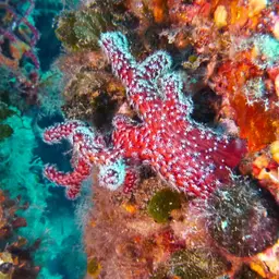 Sea Finger, photo 8