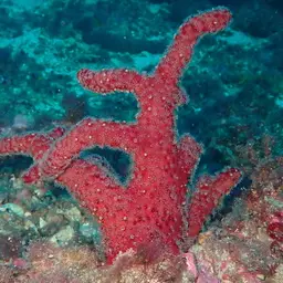 Sea Finger, photo 9
