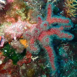 Sea Finger, photo 10
