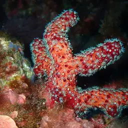 Sea Finger, photo 11