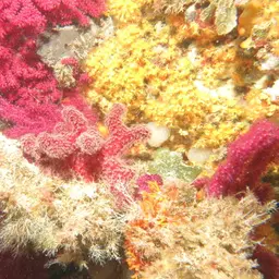 Sea Finger, photo 12