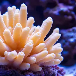 Finger Coral