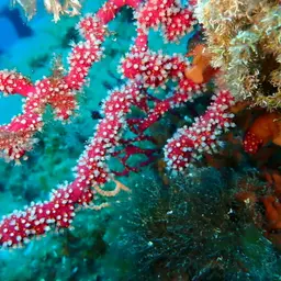 Encrusting Leather Coral