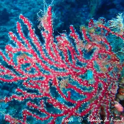 Encrusting Leather Coral, photo 2