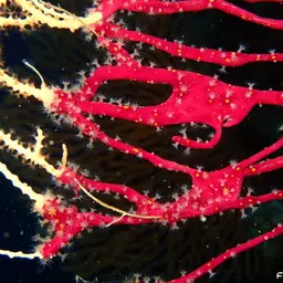 Encrusting Leather Coral, photo 3