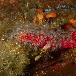 Encrusting Leather Coral, photo 5