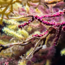 Encrusting Leather Coral, photo 6