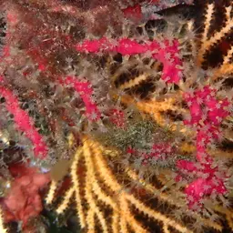 Encrusting Leather Coral, photo 7