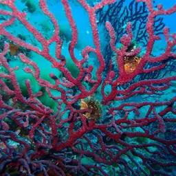 Encrusting Leather Coral, photo 8
