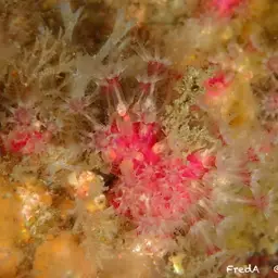 Encrusting Leather Coral, photo 9