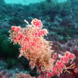 Encrusting Leather Coral, photo 10