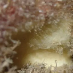 Dead Man's Fingers, photo 5