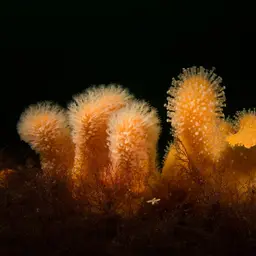 Dead Men's Fingers, photo 11
